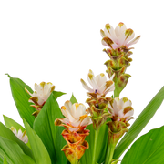 Curcuma Siam Carara Sparkling | medium – Costa Farms