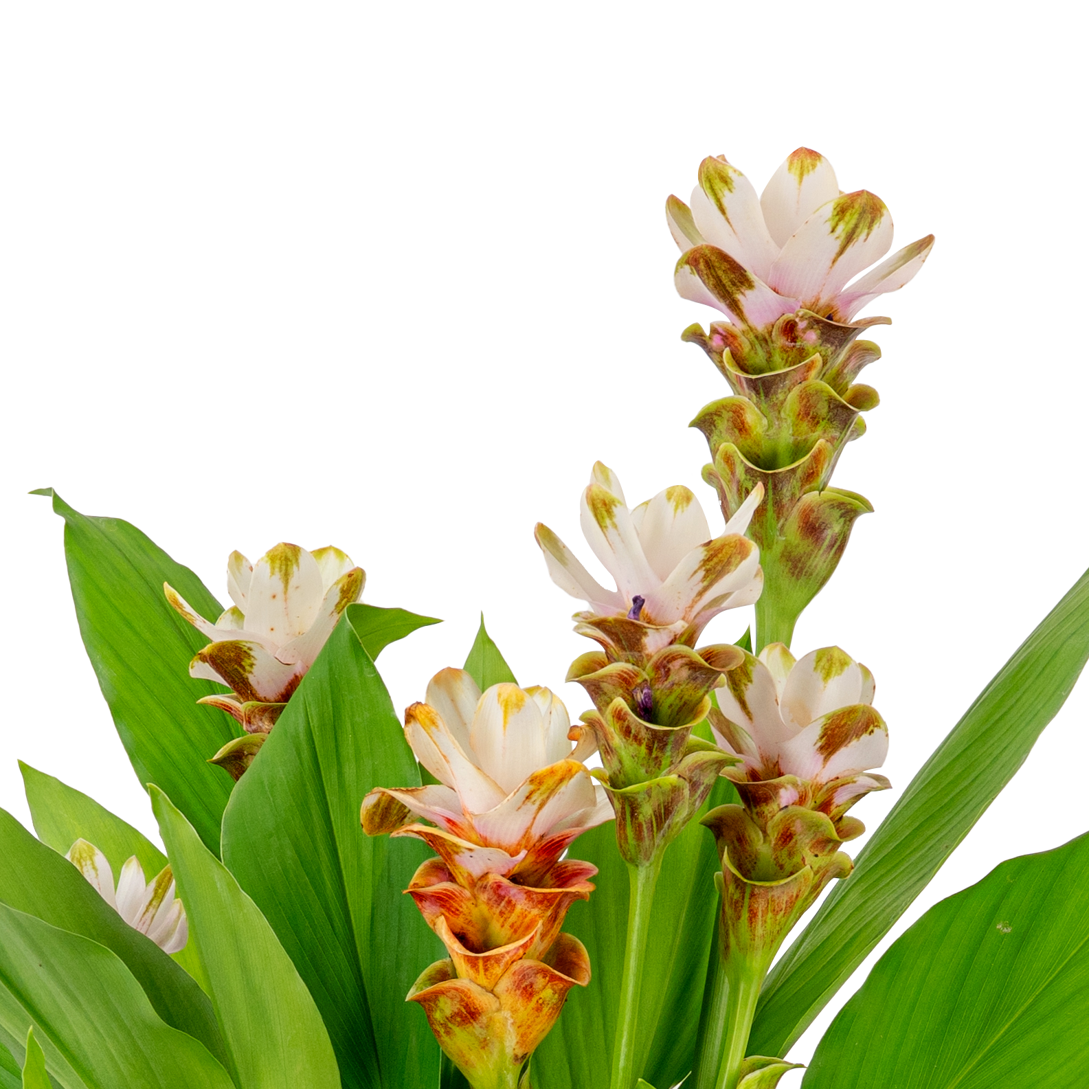 A close up image of the siam sparkling curcuma's white bloonms.