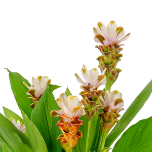 A close up image of the siam sparkling curcuma's white bloonms.