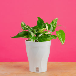 Scindapsus treubii Moonlight | medium