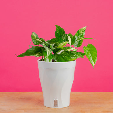 alexander pothos Albo Pothos