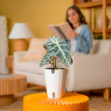 Alocasia Polly | medium