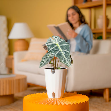 De Alocasa Polly😍 | Kamerplanten, Planten, Bladeren De Alocasa Polly😍 | Kamerplanten, Planten, Bladeren