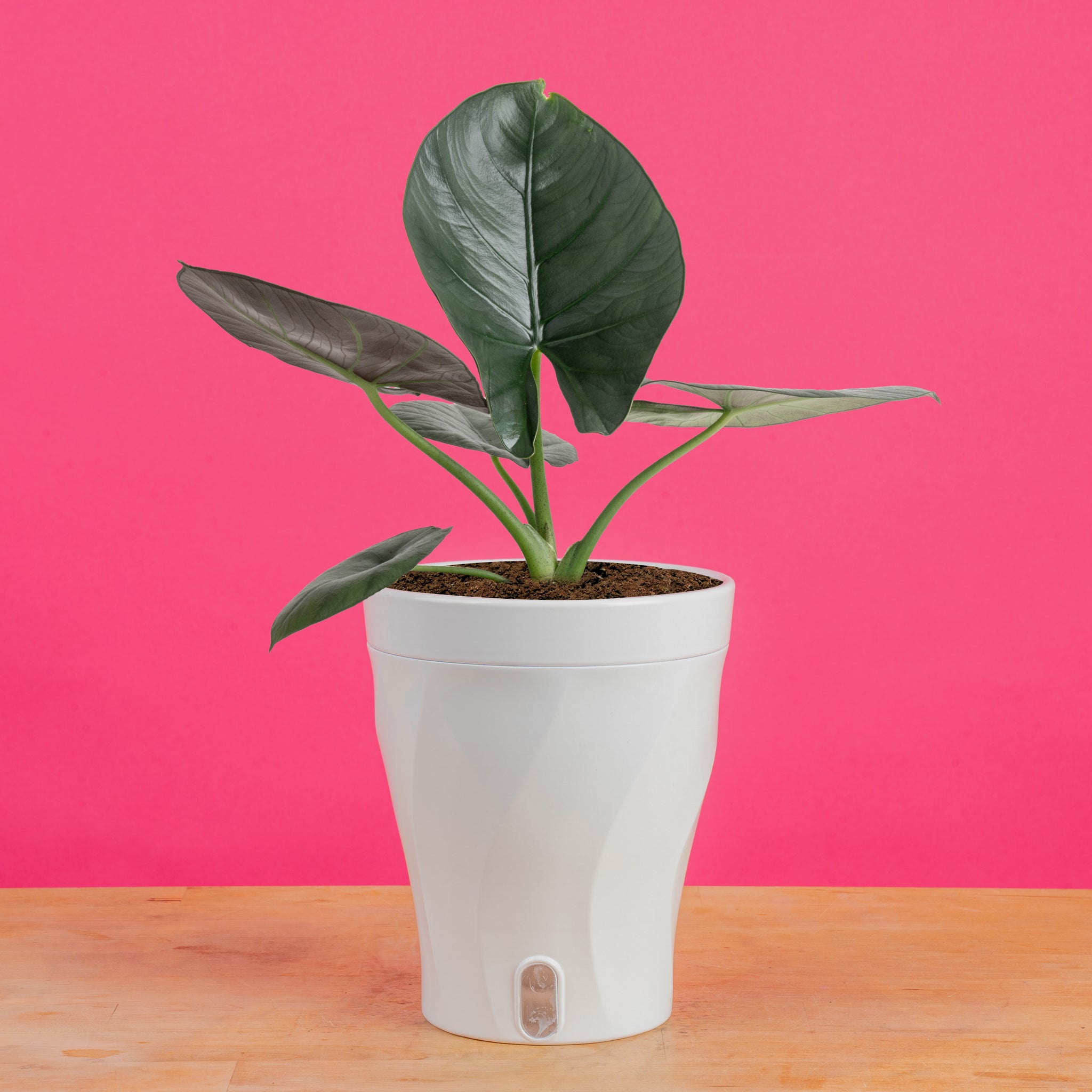 medium indoor plants Alocasia Reginae