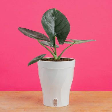 Alocasia Reginae