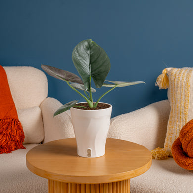 Alocasia Reginae | medium – Costa Farms