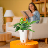 Baltic Blue Pothos | medium