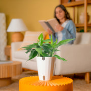 baltic blue pothos near me Baltic Blue Pothos