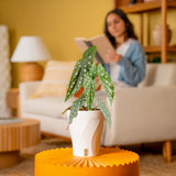 Begonia Maculata | medium