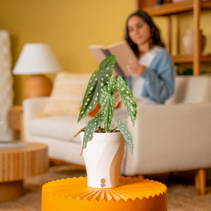 Begonia Maculata - Thumbnail 4