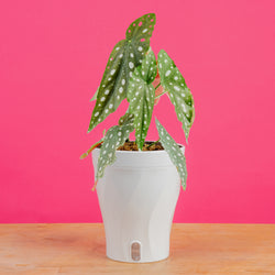 Begonia Maculata | medium