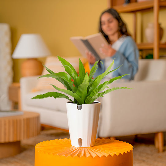 Costa Farms Bird's Nest Fern - Thumbnail 5