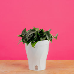 Monstera Burle Marx Flame | medium