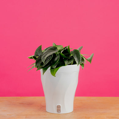 Scindapsus Black Mamba | medium – Costa Farms