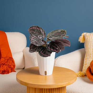 Calathea Dottie