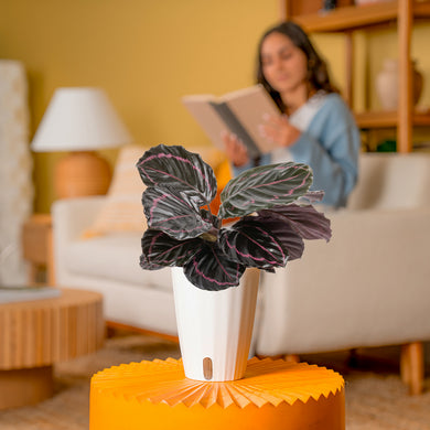 Calathea Dottie