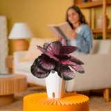 Calathea Pink Star | medium