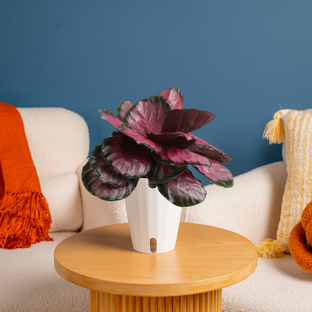 Calathea Pink Star | medium – Costa Farms