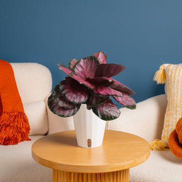 pink indoor plant pots Calathea Pink Star