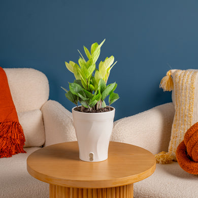 Chameleon ZZ Plant | medium – Costa Farms