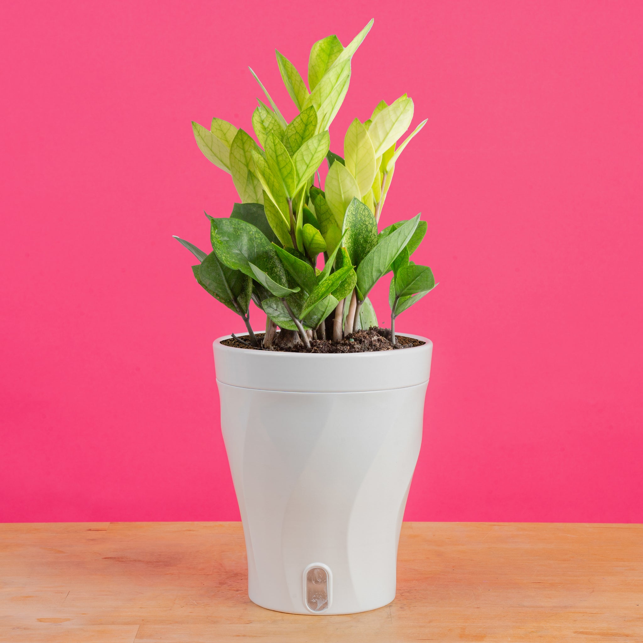 image of zz plant Chameleon ZZ Plant