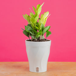 A medium 6in Sterling Silver plant sits on a light wooden table with a bright pink backdrop. The unique leaves grow upwards and have beautiful silvery leaves. It is inside a white self-watering decor container. 