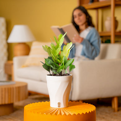 Chameleon ZZ Plant | medium – Costa Farms