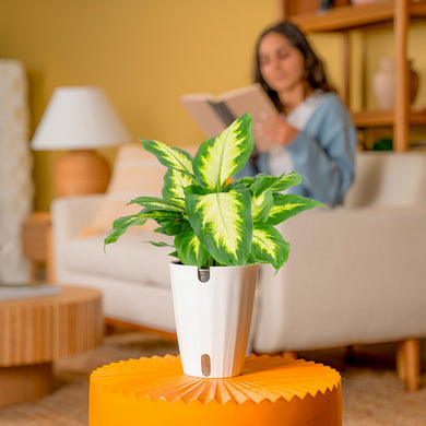 Dieffenbachia | medium – Costa Farms