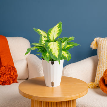 dieffenbachia bonsai Dieffenbachia