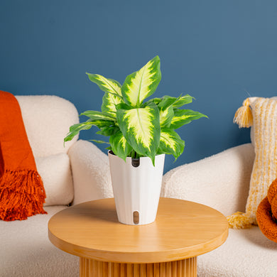Dieffenbachia | medium – Costa Farms