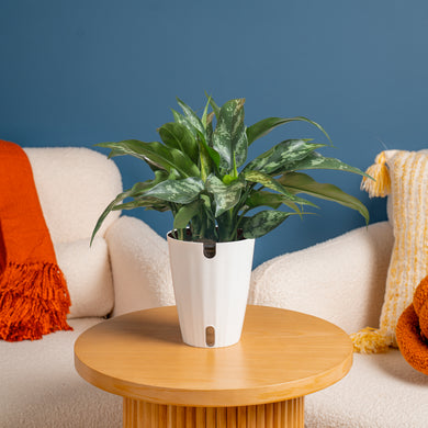 aglaonema emerald beauty Emerald Beauty Aglaonema