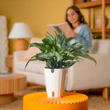 Emerald Beauty Aglaonema | medium