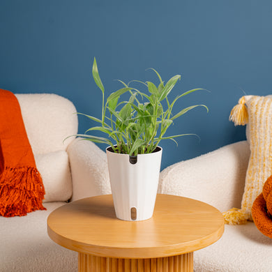 Epipremnum amplissimum | medium – Costa Farms