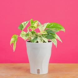 Global Green Pothos | medium