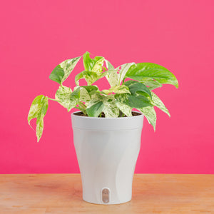 Costa Farms Epipremnum pinnatum - Thumbnail 3