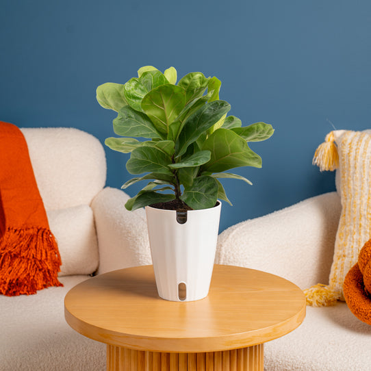 Little Fiddle Leaf Fig - Thumbnail 3