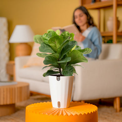Little Fiddle Leaf Fig Medium / White