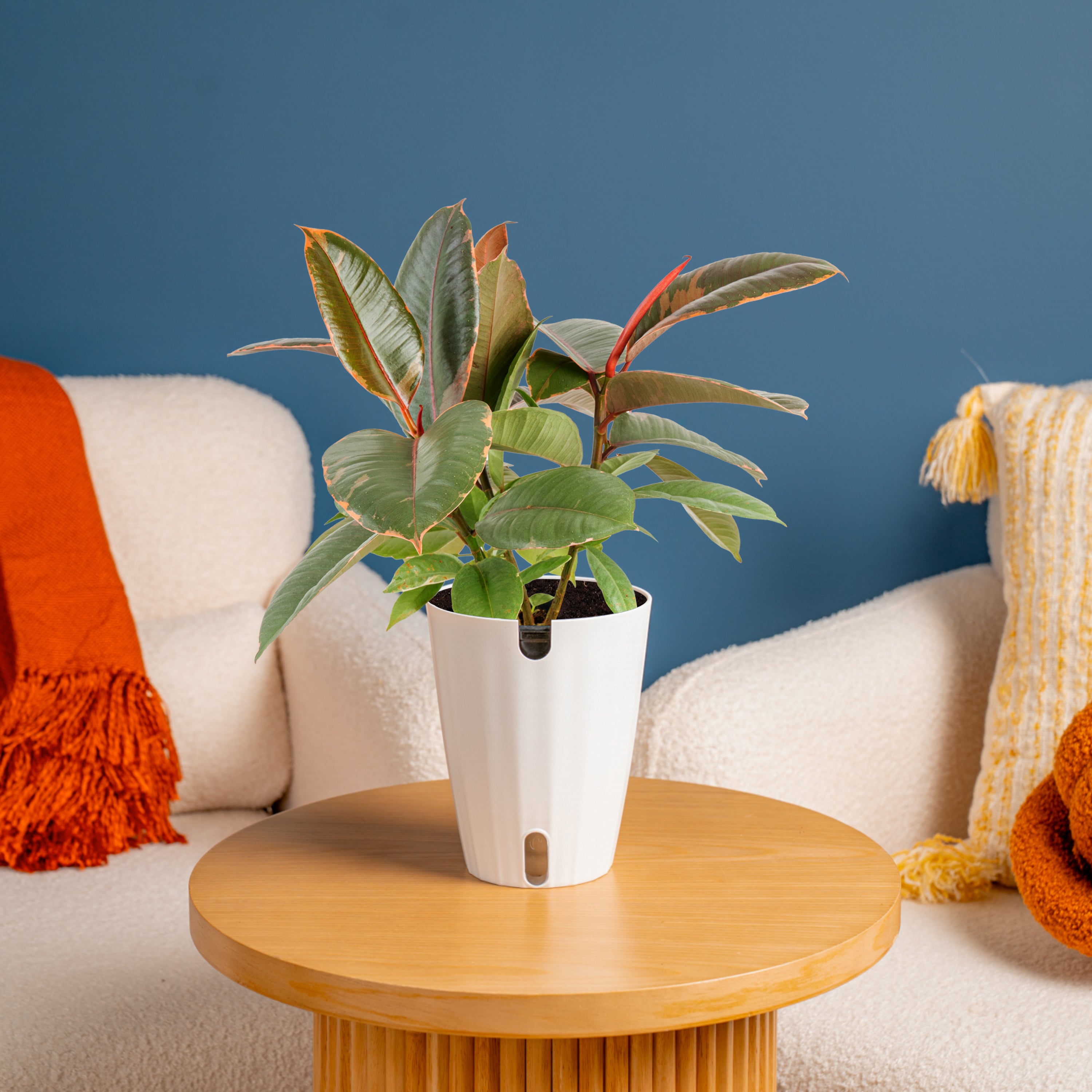 ficus ruby indoor plant Ficus Ruby