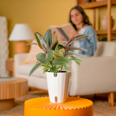 ficus ruby indoor plant Ficus Ruby