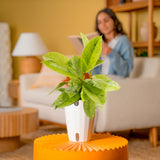 Ficus Shivereana | Medium