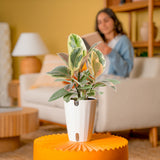 Ficus Tineke | medium