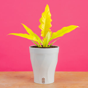 Philodendron Golden Crocodile | medium