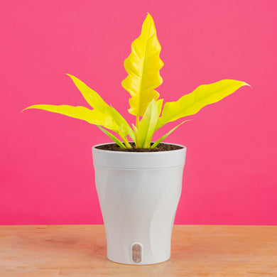 philodendron serratum price Philodendron Golden Crocodile