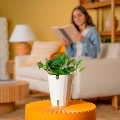 Golden Pothos