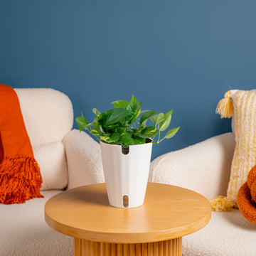 Golden Pothos | medium – Costa Farms
