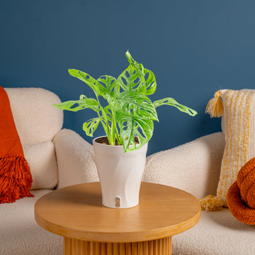 Little Swiss Monstera Medium / Self-Watering with Mossify Pole