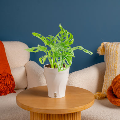 Little Swiss Monstera Medium / Self-Watering with Mossify Pole