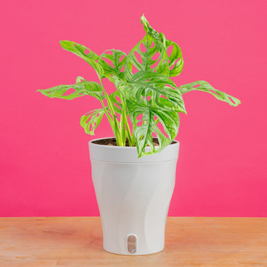 monstera deliciosa little sister Little Swiss Monstera Medium / Self-Watering with Mossify Pole