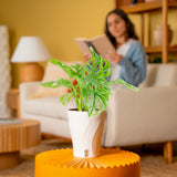 Little Swiss Monstera | medium