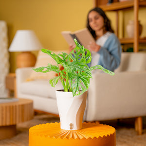 Costa Farms Swiss Monstera - Thumbnail 2